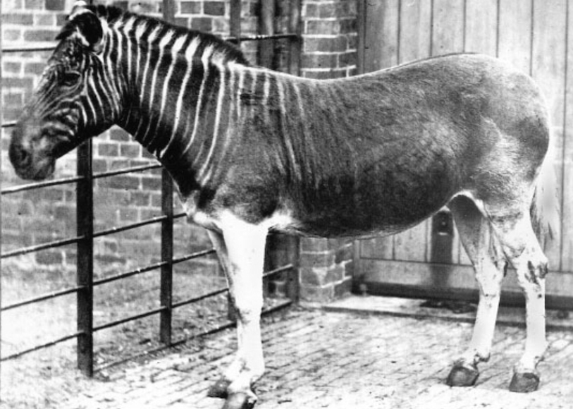 The quagga hasnt been seen since its extinction in 1880s.
