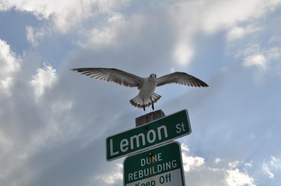 Photo of a seagull landing on a street sign.  One of Schwartz’s first photos, and currently his favorite.  Completely unedited. 