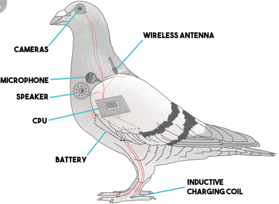 A diagram of the inside of a government surveillance drone.