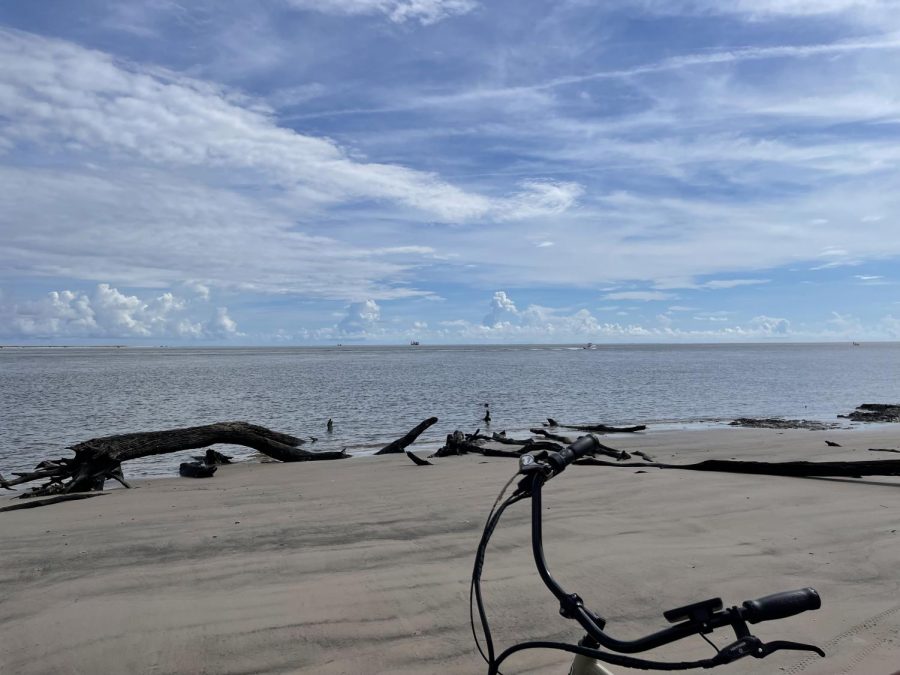 Driftwood scatters the shore on Big Talbot Island.