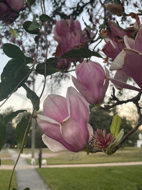 Magnolia+tree+in+full+bloom
